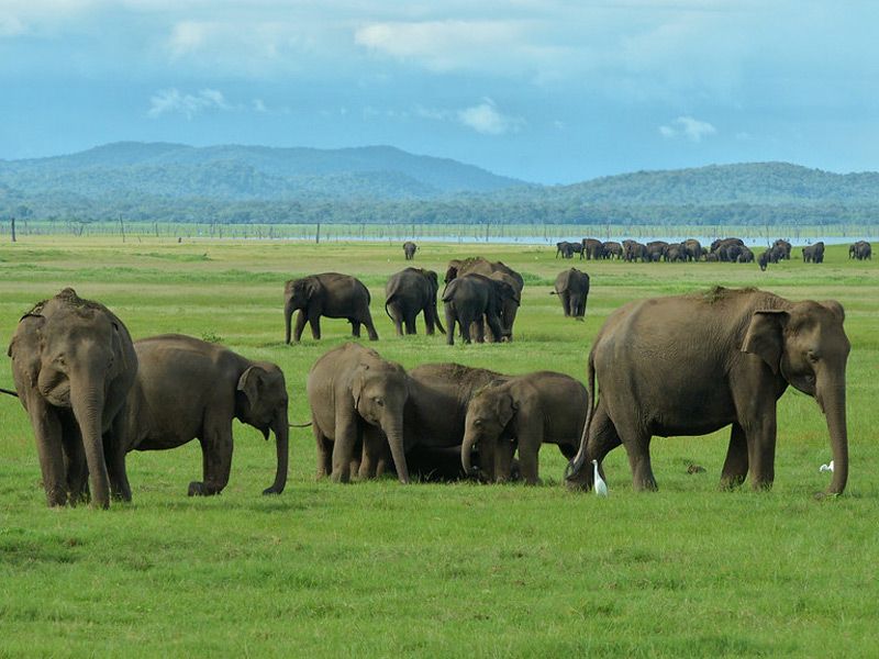 Kaudulla National Park