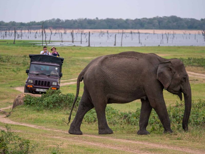 Minneriya National Park