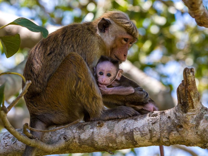 Wilpattu National Park