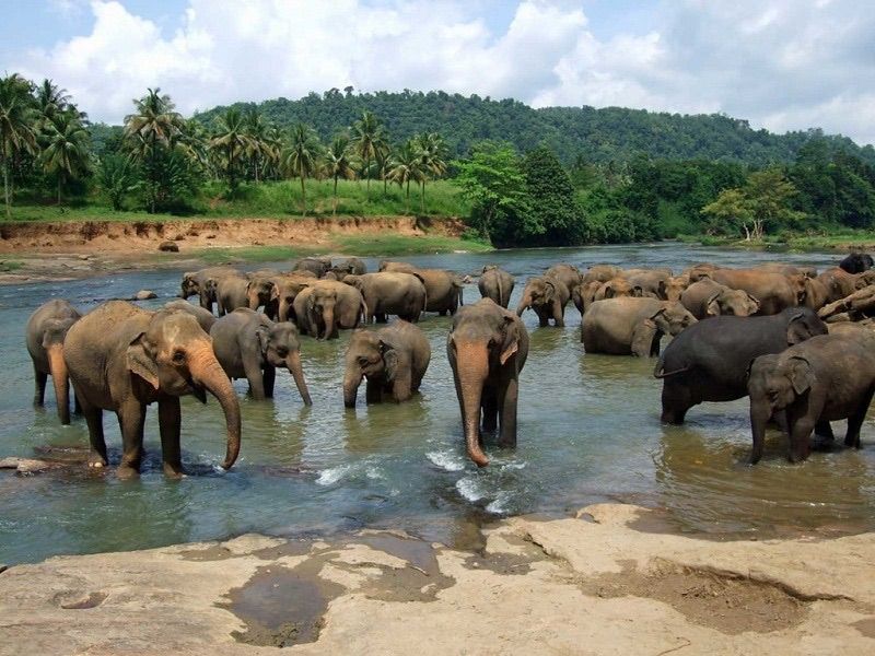 Pinnawela Elephant Orphanage